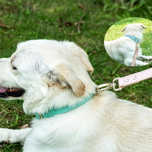 White dog wearing a teal collar and pink leash on grass
