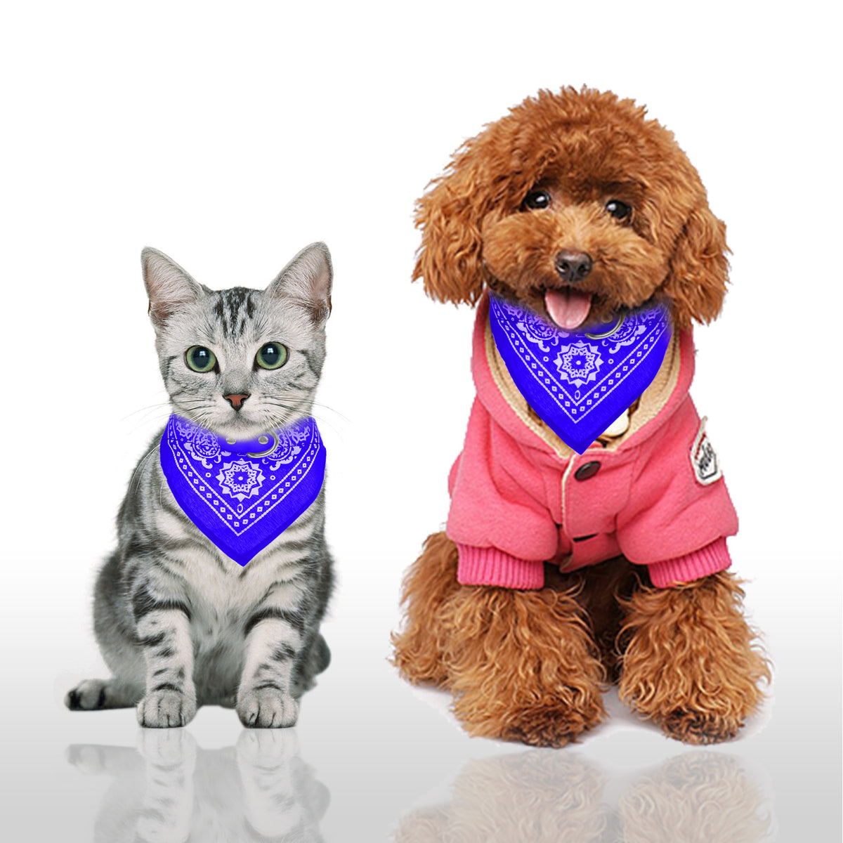 Cat and dog wearing matching blue bandanas on a white background