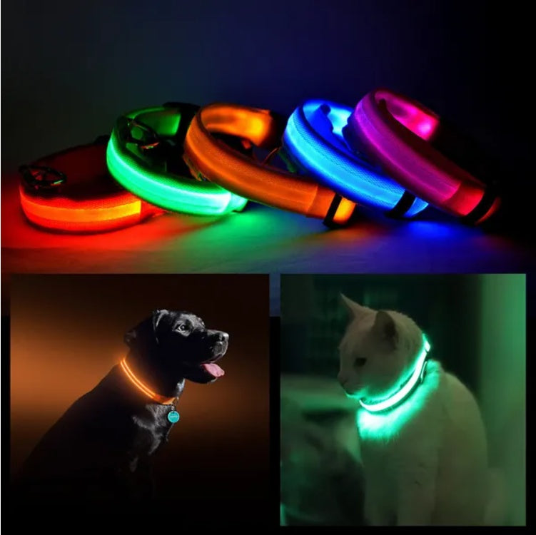 Colorful LED dog collars on a dark background with two dogs wearing them.
