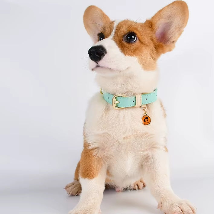 Dog wearing a light blue collar with a small tag on a white background