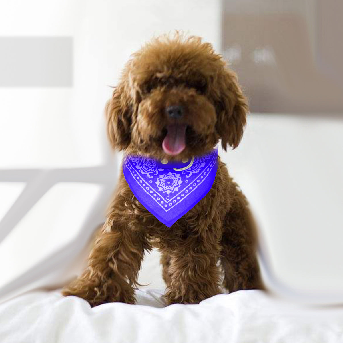 Brown dog wearing a purple bandana on a white background