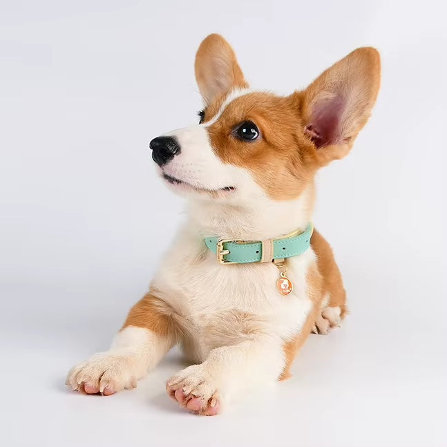 Small dog wearing a light blue collar with a gold clasp on a white background