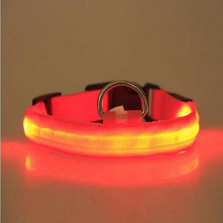 Red LED dog collar on a reflective surface with a dark background