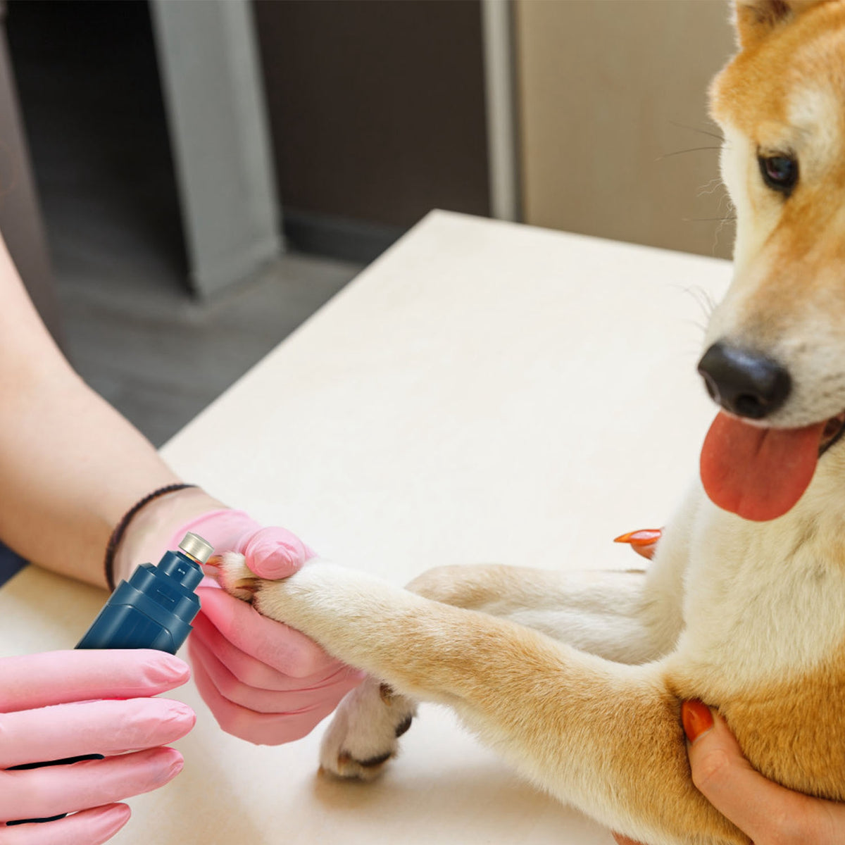 Person trimming a dog's nails with a clipper, with a neutral background